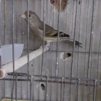 سهره قناری انگشتر