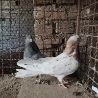 کفتر|پرنده|اردکان, |دیوار