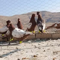 بهبهانی دونه ۲۰۰ تومن مقطوع|پرنده|شیراز, سعدیه شمالی|دیوار