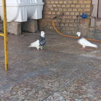 طوقی هفت رنگ