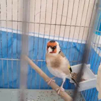 ی سهره نر گل بلند