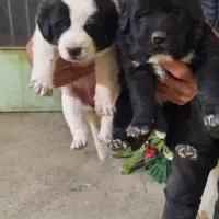 واگذاری توله سگ قدرجونی|سگ|خمینیشهر, |دیوار