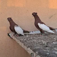 کبوتر|پرنده|بردسکن, |دیوار