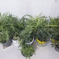 گل های طبیعی|گل و گیاه طبیعی|محمدیه-قزوین, |دیوار