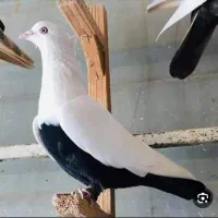 نر یال سیاه اول متن بخون