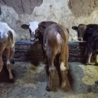 کوساله|حیوانات مزرعه|خواجه, |دیوار