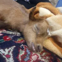 بزغاله اهلی و بسیار زیبا