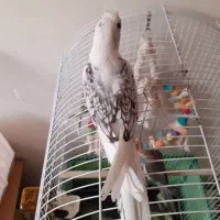 عروس هلندی|پرنده|تهران, جیحون|دیوار