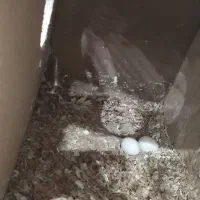 عروس هلندی مولد|پرنده|محمدشهر, محمدشهر|دیوار