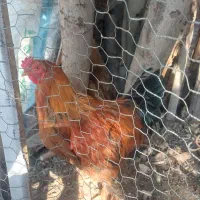 یک جفت مرغ وخروس امپراطور مرغ کرچ شو|حیوانات مزرعه|کوهسار (البرز), |دیوار