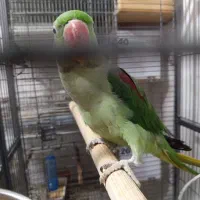 طوطی برزیلی شاه طوطی رام و سخنگو راهب گرینچیک|پرنده|شهریار, شهریار|دیوار