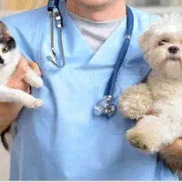 خدمات دامپزشکی در محل توسط دکتر دامپزشک با تجربه