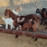 فروش تعداد ۱۵ بز پاکستانی به همراه کهره|حیوانات مزرعه|خرامه, |دیوار