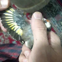 سهره (ماده) روبه مستی|پرنده|قروه, |دیوار