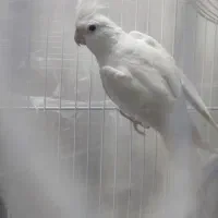 عروس هلندی آلبینو ماده