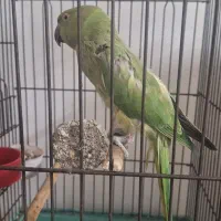 طوطی ماده معامله با عروس هلندی جفت