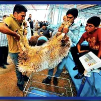 50٪تخفیف فقط تاآخرهفته/گوسفند ضمانتی*زنده/خونی|حیوانات مزرعه|مشهد, عبادی|دیوار