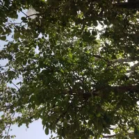 نیازمندکار