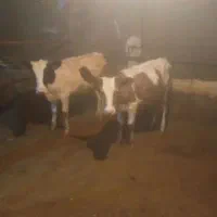 گوساله