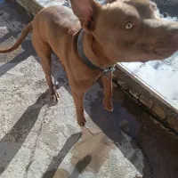 واگذاری سگ پیت بول