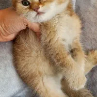 اسکاتیش ny12|گربه|تهران, شهرک هما|دیوار