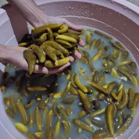 خیارشور خوشمزه وخوشطعم ممتاز،نول و سوپر ویژه|خوردنی و آشامیدنی|شیرینسو, |دیوار