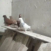 چند عدد کبوتر رنگی دم سفید