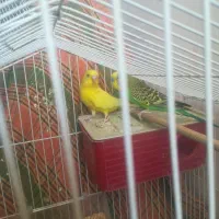 مرغ عشق جفت