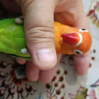 طوطی برزیلی نر|پرنده|ری, دولت‌آباد|دیوار