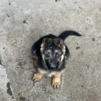 سگ‌ژرمن شپر|سگ|اردبیل, |دیوار