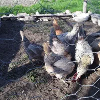 مرغ و مرغ کرچ