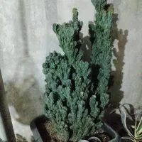 انواع گل های آپارتمانی