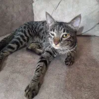 واگذاری    رایگان    دوگربه   خواهر  برادر  شیطپن