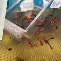 گوپی کوی بالن|ماهی|تهران, میدان ولیعصر|دیوار