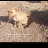 پاپی گمشده|سگ|بوژگان, |دیوار