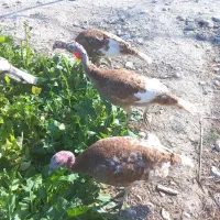 فروش ۶تا بوقلمون بوربورن هشت ماهه|حیوانات مزرعه|قیروکارزین, |دیوار