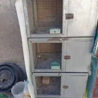 کبوتردمگیرگلین باقفس|پرنده|برخوار, |دیوار