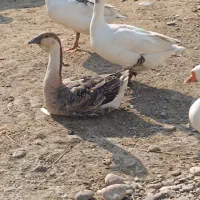 غوغاز و غاز