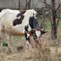 گاو دورگ محلی ۸ ماه شکم ۲ راس