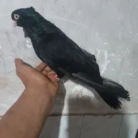 صرب نر|پرنده|مسجد سلیمان, |دیوار