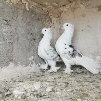 کبوتر پشت سرور کاکل پاپر عروسک طوقی بهبهانی خوشکل|پرنده|شیراز, شریف‌آباد|دیوار