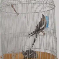 عروس هلندی