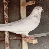 کبوترکله نر بلند بازی دار و پرشی