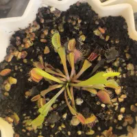 ونوس حشره خوار مناسب خاص پسند ها|گل و گیاه طبیعی|سامان, |دیوار