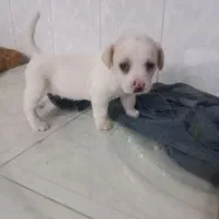 واگذاری اشپیتز|سگ|بهشهر, |دیوار