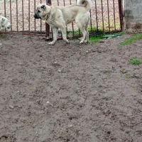 ماده|سگ|قزوین, |دیوار