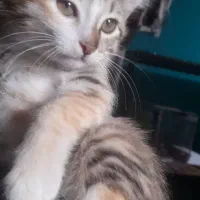 واگذاری رایگان بچه گربه