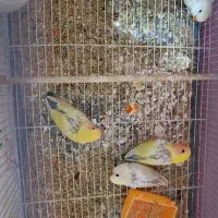 جوجه کوتوله