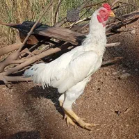 خروس لاری جوجه کش|حیوانات مزرعه|سرپل ذهاب, |دیوار