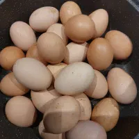 تخم مرغ محلی ۸ تومن تولید روزانه|خوردنی و آشامیدنی|قوچان, |دیوار